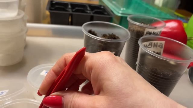 Способ ПОСЕВА ПЕРЦА, всхожесть 100%! смотреть онлайн