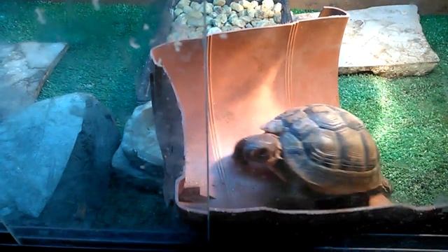 Беговая дорожка для черепахи смотреть онлайн