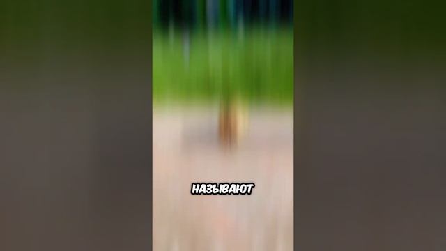 Эти кошки слишком дорогие 🔥🔥🔥 смотреть онлайн