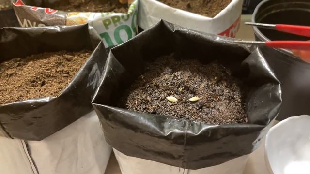 ПОСЕВ ОГУРЦОВ ДЛЯ РАННЕГО МАЙСКОГО УРОЖАЯ! смотреть онлайн