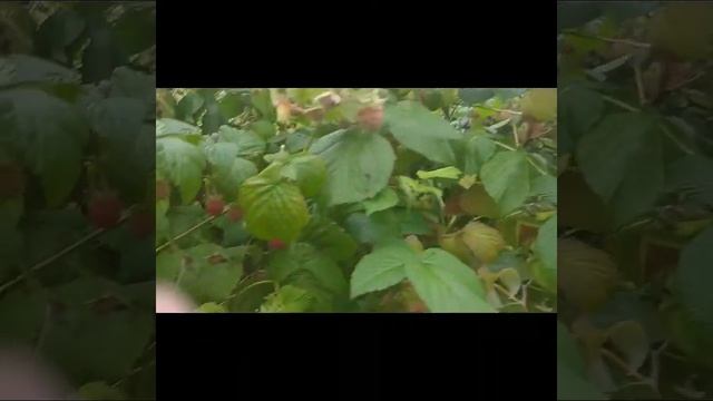 Лилия тигровая 💛 Малосольные огурчики. Собираю малину. смотреть онлайн