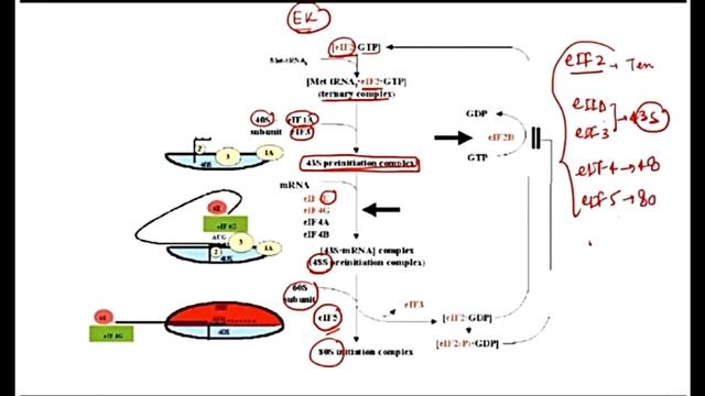 Translation of Protein in 15 Minutes|| By Virendra Singh || CSIR-NET||GATE||DBT||ICMR смотреть онлайн