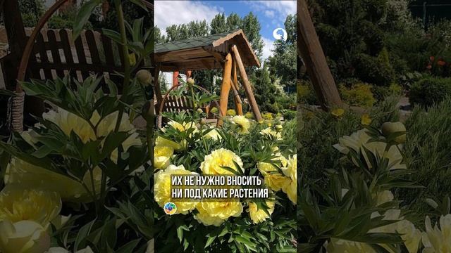 Не подкармливайте этим Пионы! смотреть онлайн