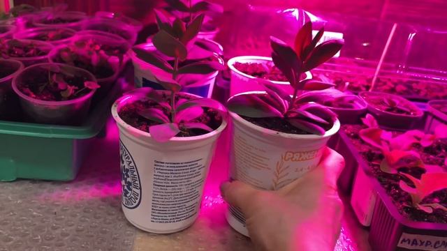 РАССАДА РАСТЕТ И РАДУЕТ! ОБЗОР смотреть онлайн