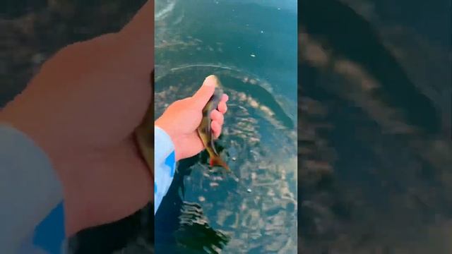 #2024 #russia #lake #природа #youtubeshorts #лето #fishing #fish #bass