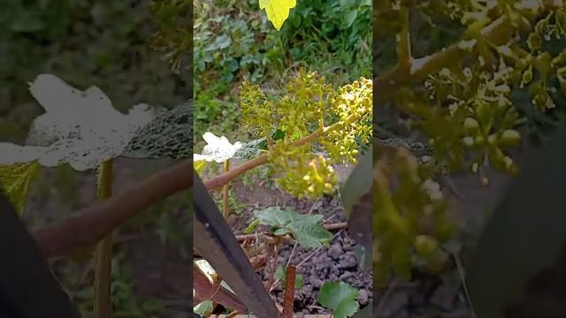 Виноград "Клубничный"начал цвести.Обоеполый цветок.20.06.Харьков смотреть онлайн