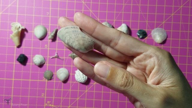 Treasure Island Beach Shelling смотреть онлайн