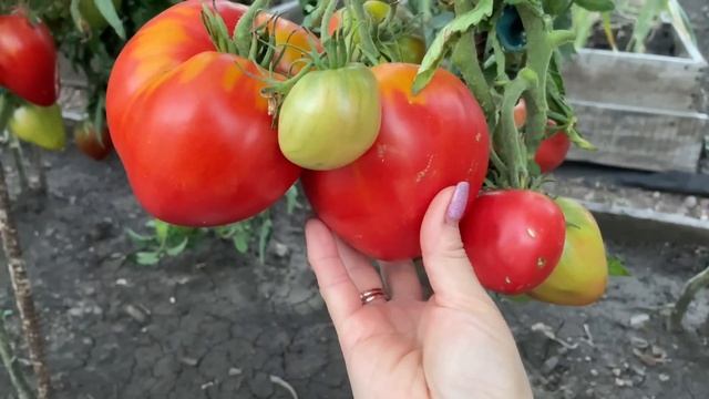 Эти ТОМАТЫ буду вырщивать ВСЕГДА! Урожайные, сладкие и сердцевидные! смотреть онлайн