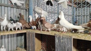 9.01.2025г Голуби Артура г Тимашевск