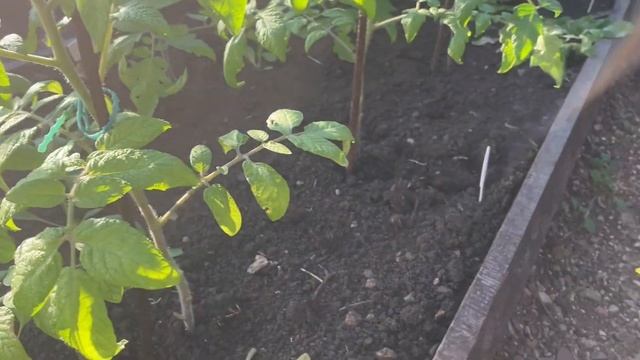 Лучшая ПОДКОРМКА ТОМАТОВ для завязываемости и восстановления! От вредителей смотреть онлайн