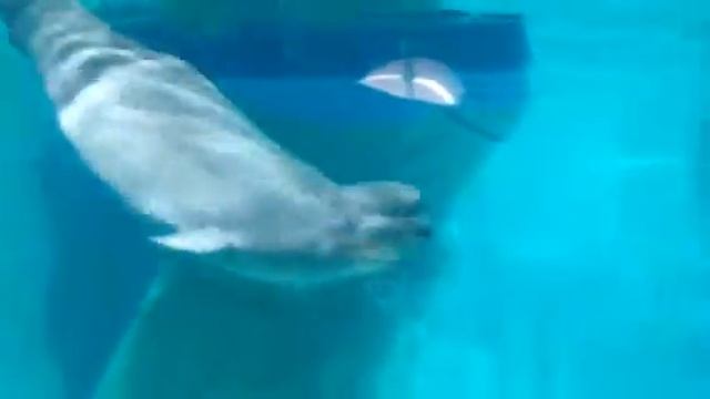 Океанариум в Валенсии смотреть онлайн