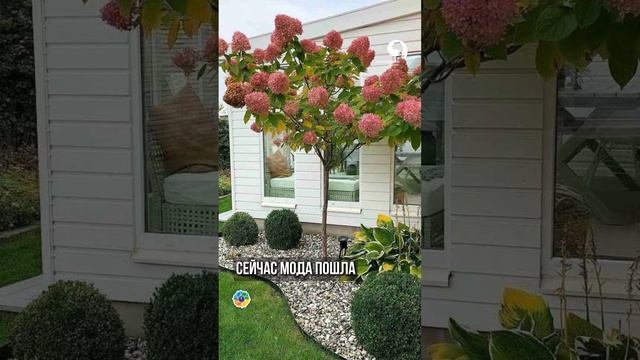 Популярный Тренд ГОРТЕНЗИИ смотреть онлайн