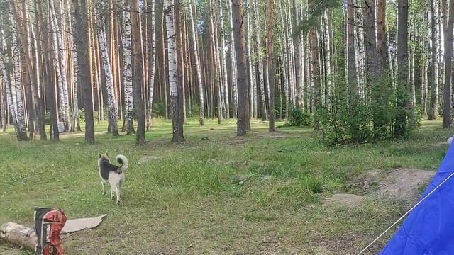 Озеро Белое отдых с палаткой.Часть 2 смотреть онлайн