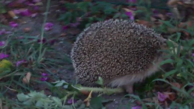 ЗАБАВНЫЙ ЁЖИК В ГОРОДЕ смотреть онлайн