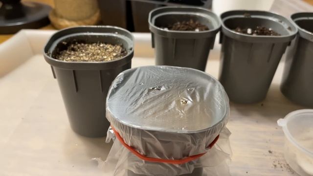 СЕЮ ТОМАТЫ ДЛЯ РАННЕГО УРОЖАЯ! Для открытого грунта! смотреть онлайн