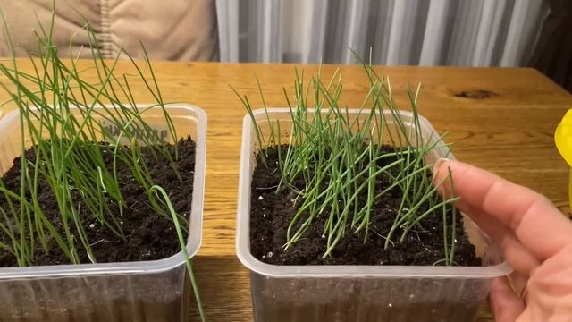 УХОД за рассадой ЛУКА! ПОДКОРМКИ, стрижки, окучивание смотреть онлайн