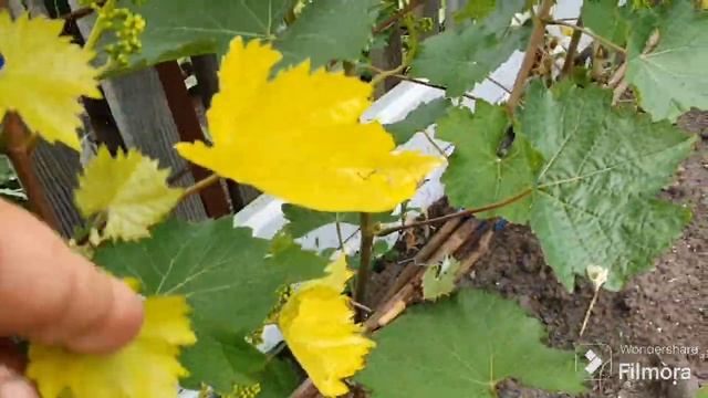 243. Дела огородные. 4 сотки плюс 2.5. смотреть онлайн