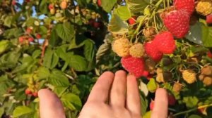 Малина Маравилла. Снова радует 2020