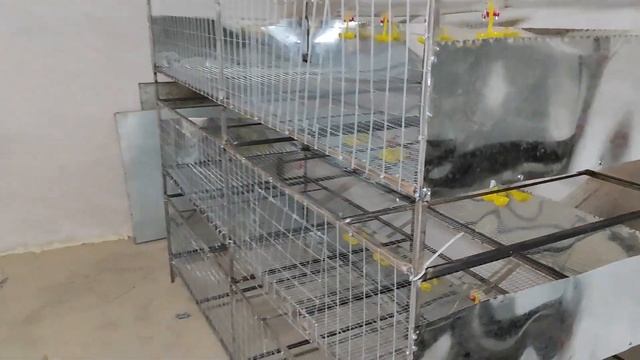 Загубил 800 перепелиных яиц. Пополнение у бройлеров! смотреть онлайн