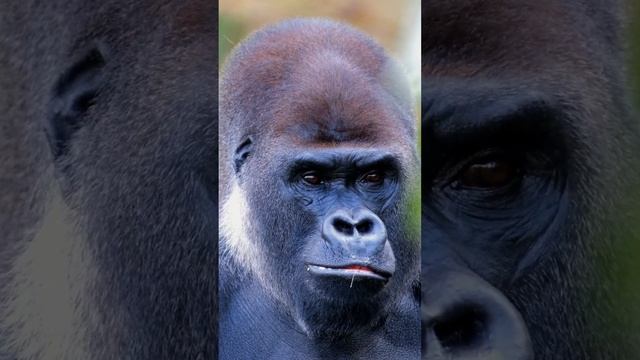Mind-Blowing Encounter with a Majestic Gorilla Ape Silverback! смотреть онлайн