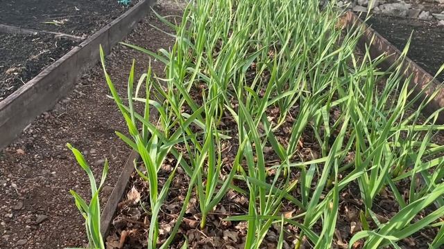 ЕСЛИ ЧЕСНОК ЖЕЛТЕЕТ! В чем причина и как исправить? Все ответы! смотреть онлайн