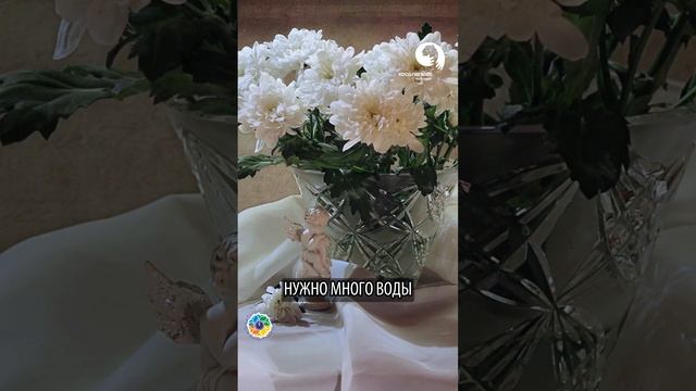 Как сохранить ХРИЗАНТЕМЫ свежими надолго ? смотреть онлайн