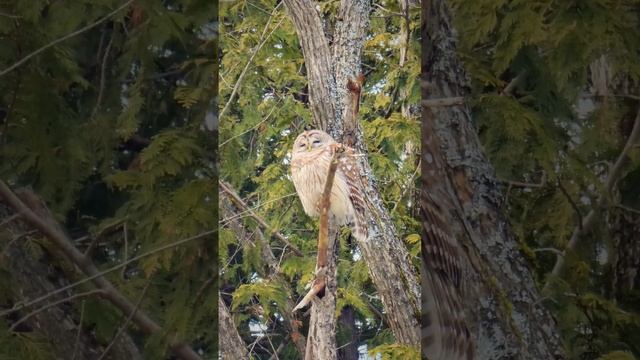 Beautiful bird, the Bard Owl ☀️ смотреть онлайн