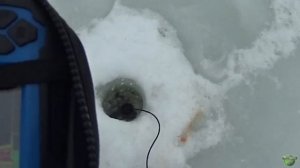 Активный клев судака на вибы. Вибы на судака.