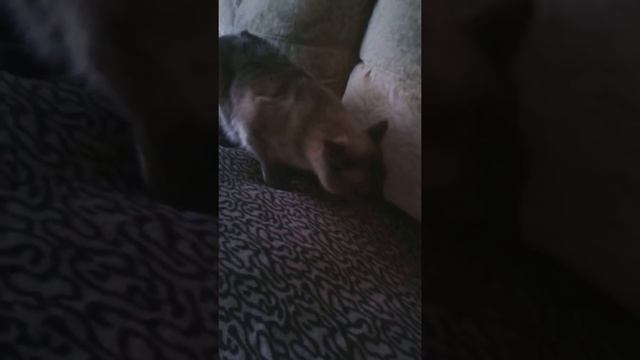 Кот Цезарь и Виолетта смотреть онлайн