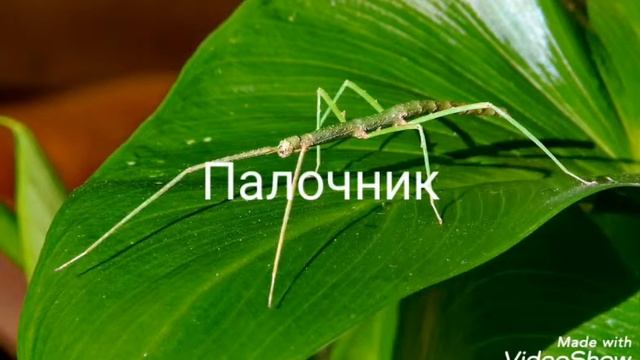 Насекомые Евразии#1 смотреть онлайн