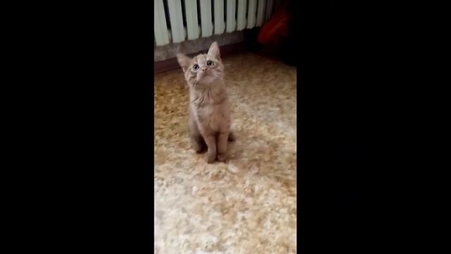 Маленький Рыжий Шмеленок/ Злой кот Паштет смотреть онлайн