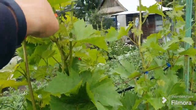 249. Про виноград на Дача огород 4 сотки. смотреть онлайн