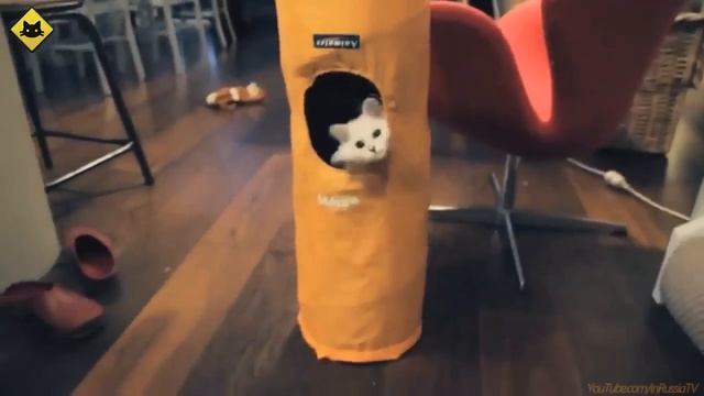 ZOOFUN CHANNEL Смешные животные#22 смотреть онлайн