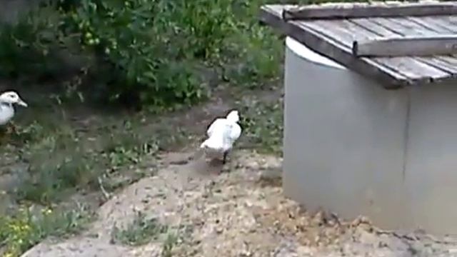 Утки НЕ травоядные (муларды) смотреть онлайн