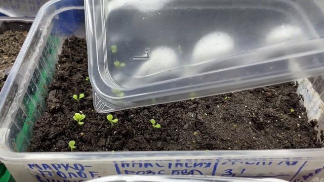 ОБЗОР РАССАДЫ И ВИТАМИННАЯ ПОДКОРМКА ДЛЯ ЭУСТОМЫ! смотреть онлайн