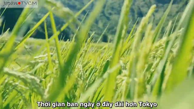 Niigata Rice смотреть онлайн