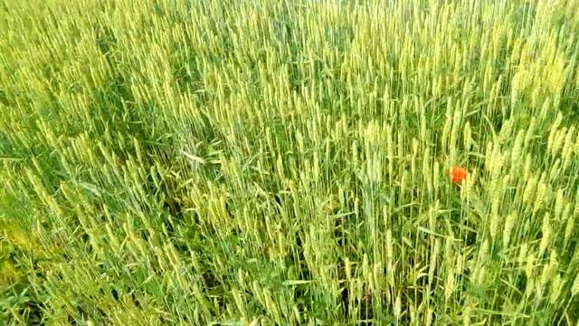 АТЛОН / МУЛАН (Огляд пшениці) смотреть онлайн