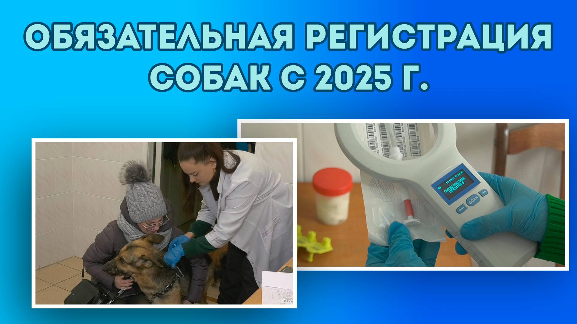 Обязательная регистрация собак с 2025 года. смотреть онлайн