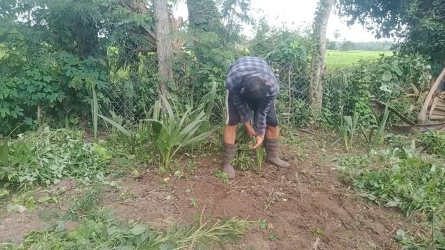 When did my vegetable garden become an Amazon rainforest? finish to clearing weeds. смотреть онлайн