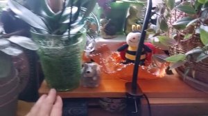 ответы на ваши вопросы и рум тур Рената Смирнова. Рига