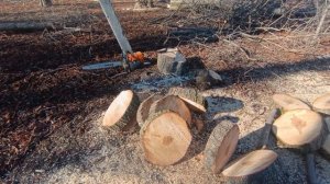 Бензопилы на все случаи жизни. набор бензопил для спила любых деревьев.