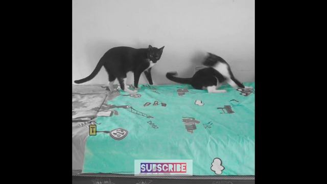 Cat singing "Oops! I Did It Again!" #shorts #cat #song смотреть онлайн