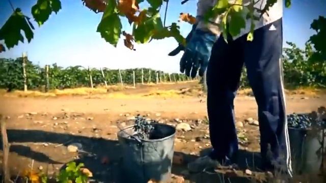 Tunzale - Men azeriyem смотреть онлайн