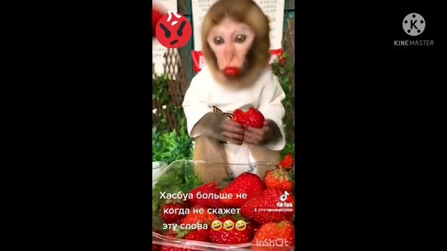 обезьян предупредил Хасбула чтобы больше не трогал клубники🍓🐒🤷♂️🦍🦧 смотреть онлайн