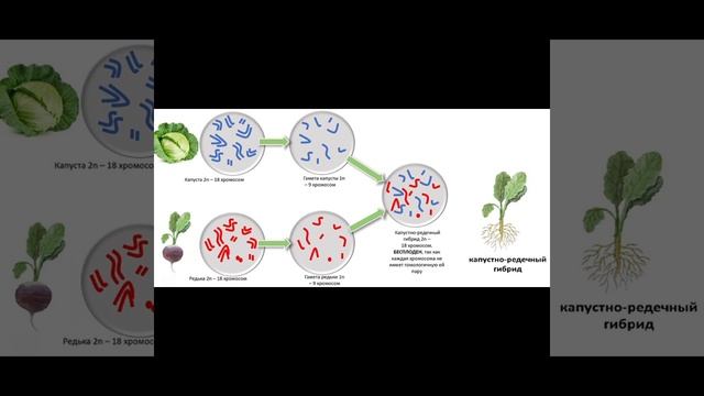 Как преодолеть бесплодие у растений? Гений Карпеченко #биологияегэ #биология_с_рязановой