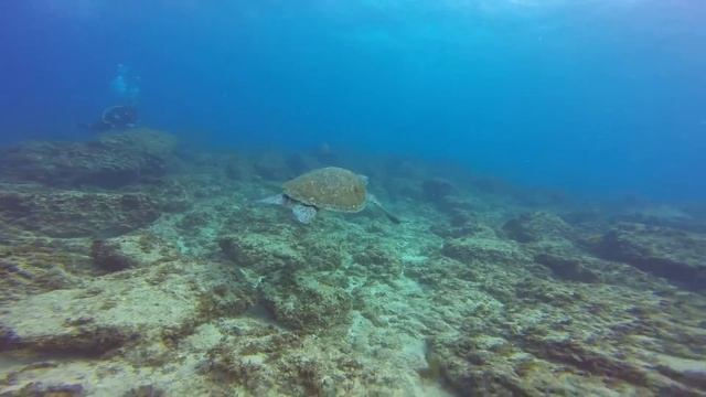 Diving with Manta Rays смотреть онлайн