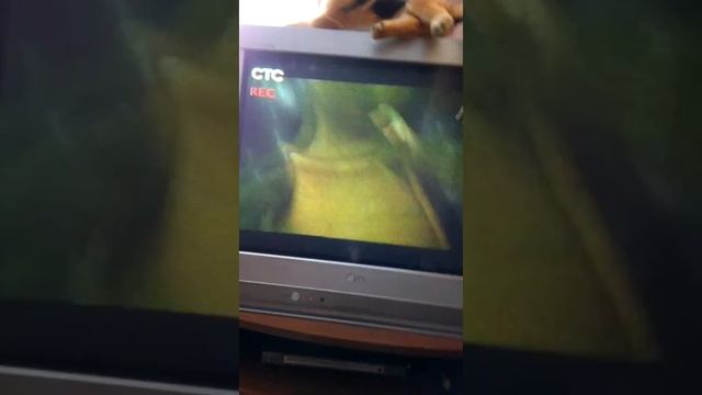 Самая тупая программ про животных 18+ смотреть онлайн