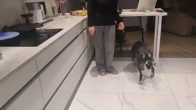 2 ступень 2.3 Поиск среди коробочек с баночками расположенных хаотично смотреть онлайн