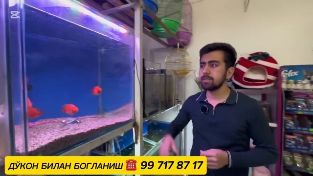 акварюм баликлар нархлари смотреть онлайн