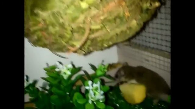 LIRONES ENANOS AFRICANOS (LA JUNGLA DE INA) смотреть онлайн
